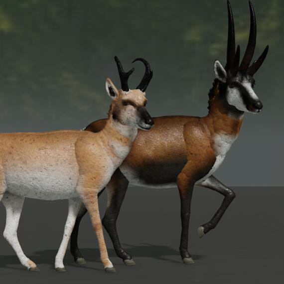 Pronghorn